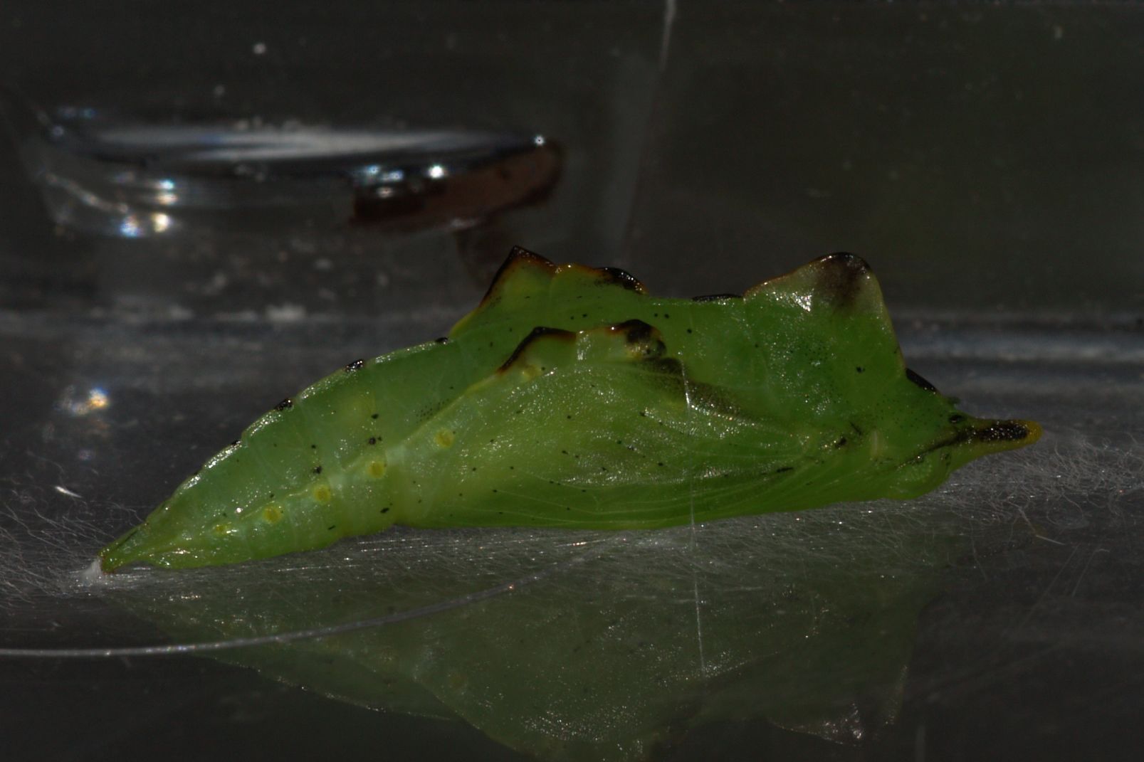 Storia di una Pieris napi